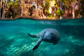 Manatee swimming in the water